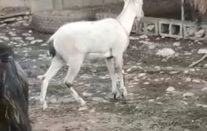 حضور عجیب یک کل وحشی در بین گله گوسفندان در کهگیلویه و بویراحمد