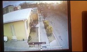 تصاویری تکان‌دهنده از مرگ دسته جمعی و عجیب پرندگان در مکزیک