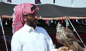 جشنواره‌ای برای شاهین و شتر؛ تلاش قطر برای حفظ همزمان سنت و زیست‌بوم