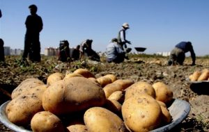 عرضه سیب زمینی با قیمت هر کیلو 10 هزار تومان در میادین تره بار
