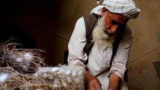صنعت ابریشم افغانستان در آستانه نابودی؛ «ما بمیریم، این کاسبی به غرقاب می‌رود»