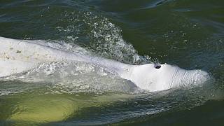 تلاش‌ برای بازگرداندن نهنگ گرفتار شده در رود سن؛ فرانسه آماده عملیات نجات می‌شود
