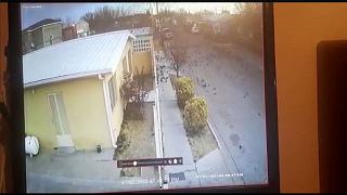 تصاویری تکان‌دهنده از مرگ دسته جمعی و عجیب پرندگان در مکزیک