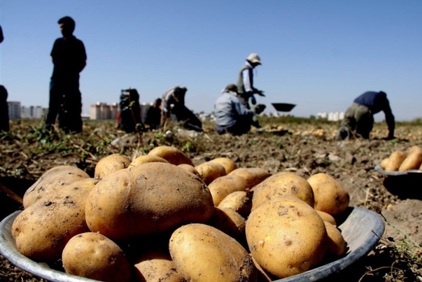 عرضه سیب زمینی با قیمت هر کیلو 10 هزار تومان در میادین تره بار عرضه سیب زمینی با قیمت هر کیلو 10 هزار تومان در میادین تره بار