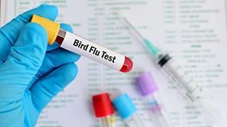 نخستین مورد از انتقال سویه H3N8 آنفلوانزای مرغی به انسان در چین شناسایی شد نخستین مورد از انتقال سویه H3N8 آنفلوانزای مرغی به انسان در چین شناسایی شد
