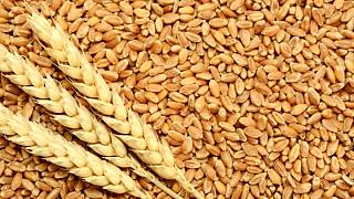 حجم مواد غذایی هدررفته اتحادیه اروپا بیش از حجم واردات است